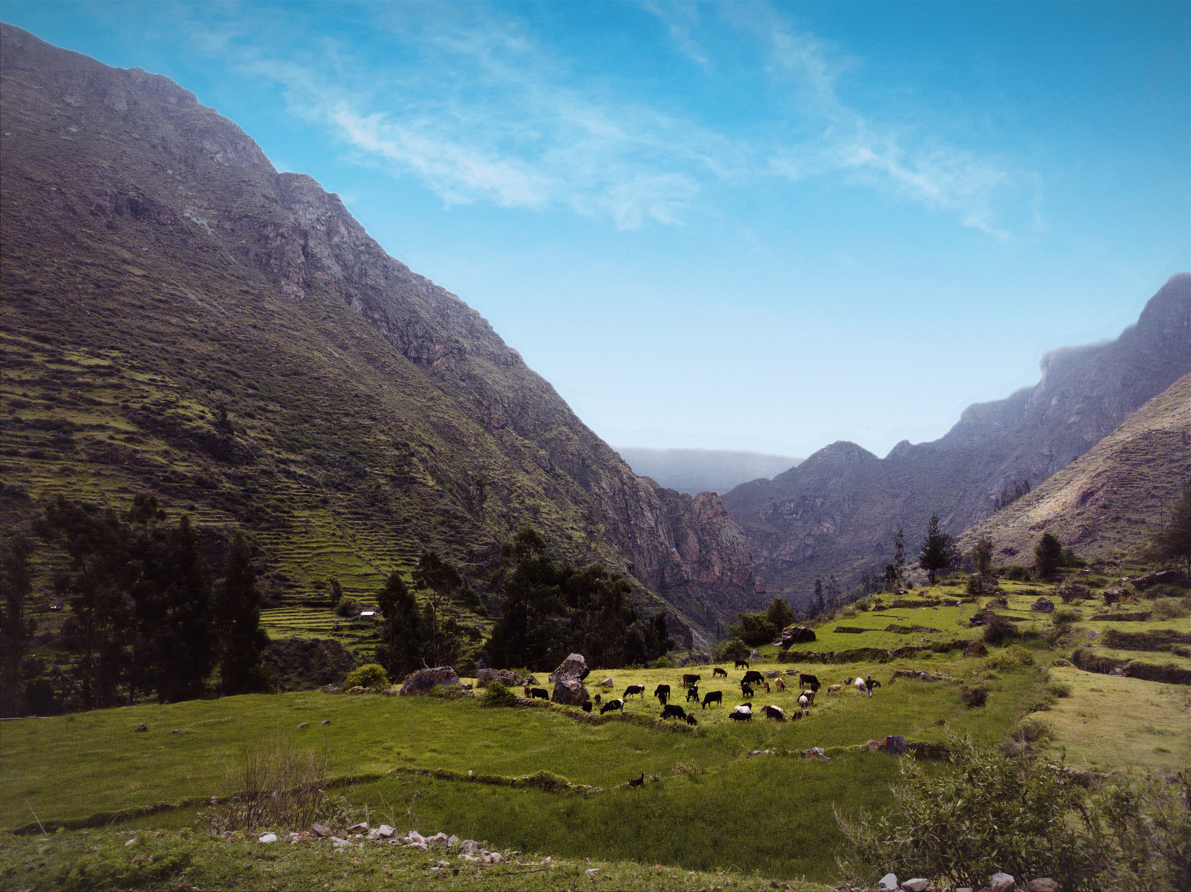 vacas
